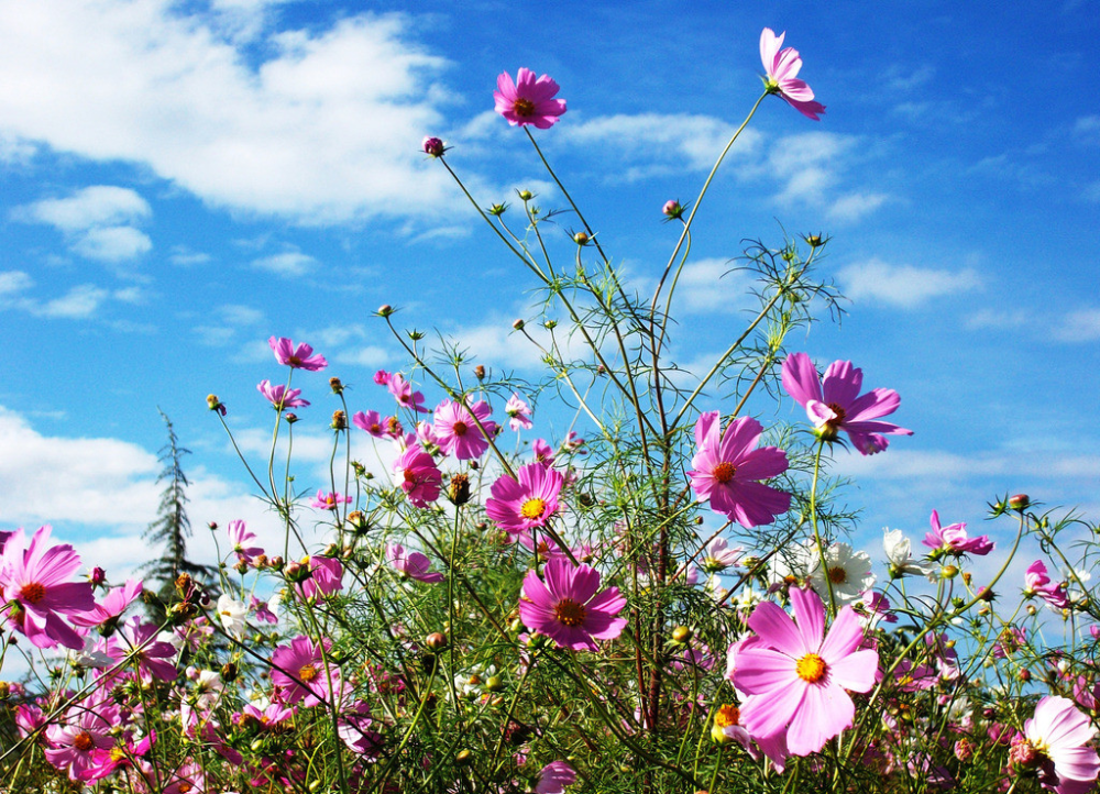 白云|秋韵 作者：微尘