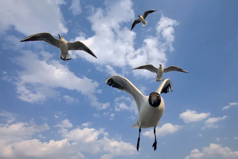 白云|秋韵 作者：微尘