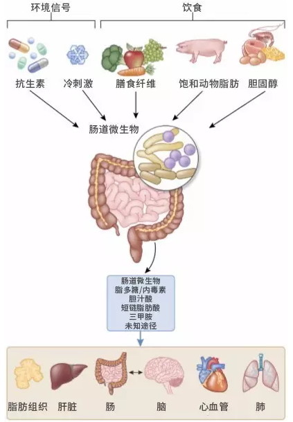 控制食物在胃中的混合,调节肌肉收缩,让食物在肠道中"移动"等等