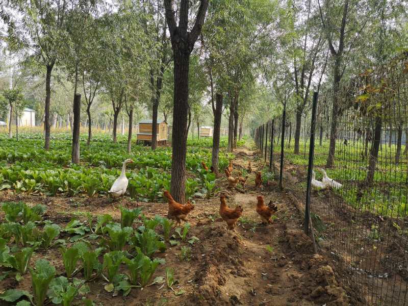 黄鼠狼|怕黄鼠狼偷鸡，这里请来了“鹅保安”！还真管用