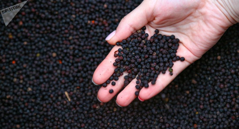 印度科学家发现黑胡椒可以抑制新冠病毒活性