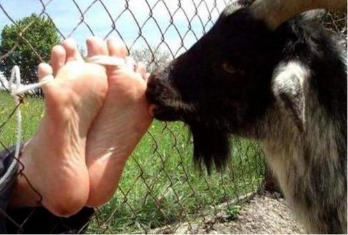 首先会把受刑者的手脚都捆得牢牢的,然后会在受刑者的脚底板上涂抹些