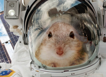 宇航员|那些年，一飞冲天的小鼠们