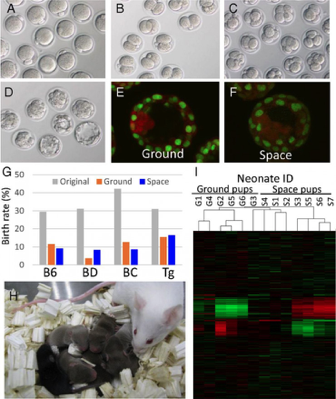 宇航员|那些年，一飞冲天的小鼠们