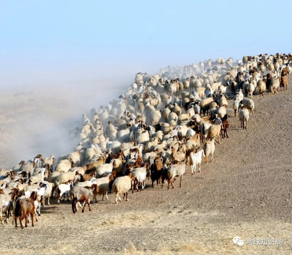 贝都因人|这个沙漠民族，正在消失