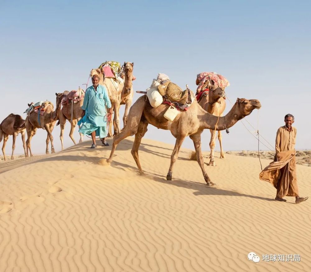 贝都因人|这个沙漠民族，正在消失