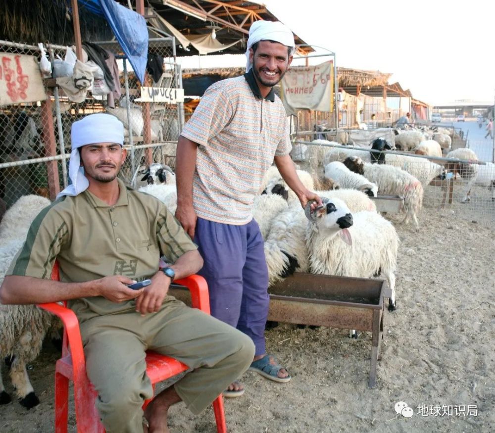 贝都因人|这个沙漠民族，正在消失