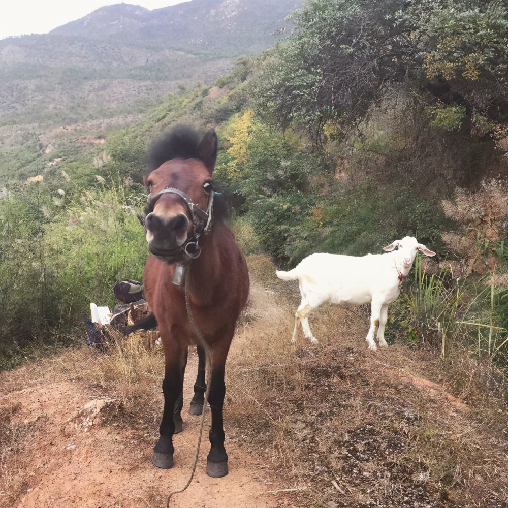 "羞愧是因为最近总是看书,已经很久不放羊了.