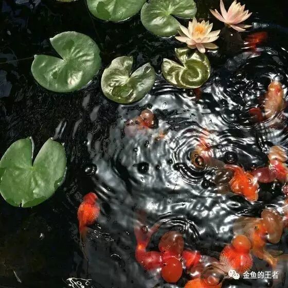 古法养鱼 古人的养鱼四谈 腾讯新闻