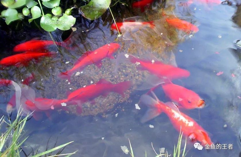 古法养鱼 古人的养鱼四谈 腾讯新闻