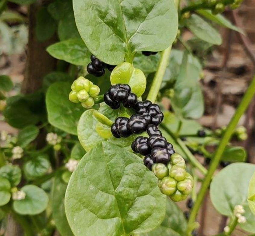 落葵益处多,好吃还有营养,养几棵赚大了!