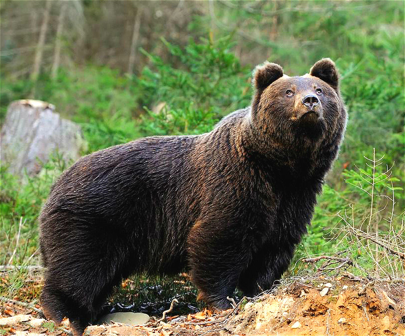 神农架|一代中国奇人，倾家荡产找野人，三任妻子离他而去，他说从不后悔