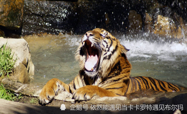 如果老虎进入非洲他能生存下去吗看看虎啸非洲就明白了