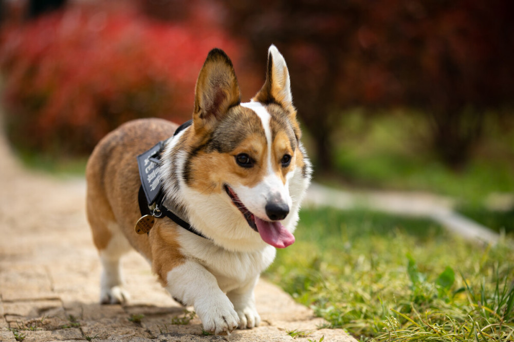 留意这几种中小型犬 它们非常危险 小心它咬你 腾讯新闻