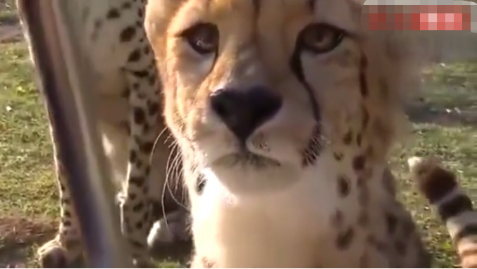 张学良|20个颠覆三观的事实：“张学良听过周杰伦的歌？”哈哈哈哈……