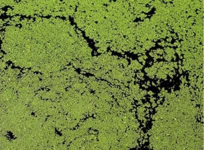 张学良|20个颠覆三观的事实：“张学良听过周杰伦的歌？”哈哈哈哈……