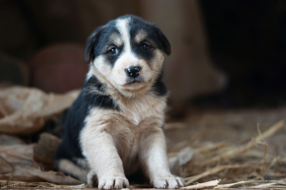 古人给狗取的名字 充满了审美情趣 可比 土狗 好听多了 腾讯新闻