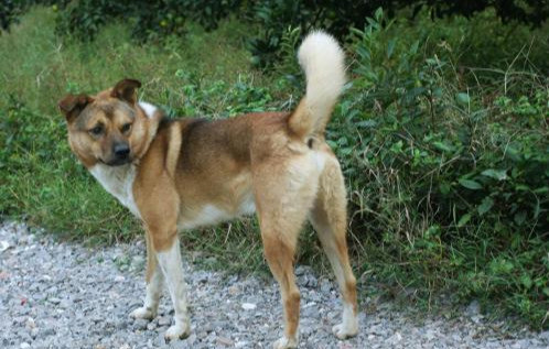 古人给狗取的名字 充满了审美情趣 可比 土狗 好听多了 腾讯新闻