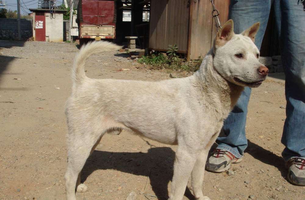 古人给狗取的名字 充满了审美情趣 可比 土狗 好听多了 腾讯新闻