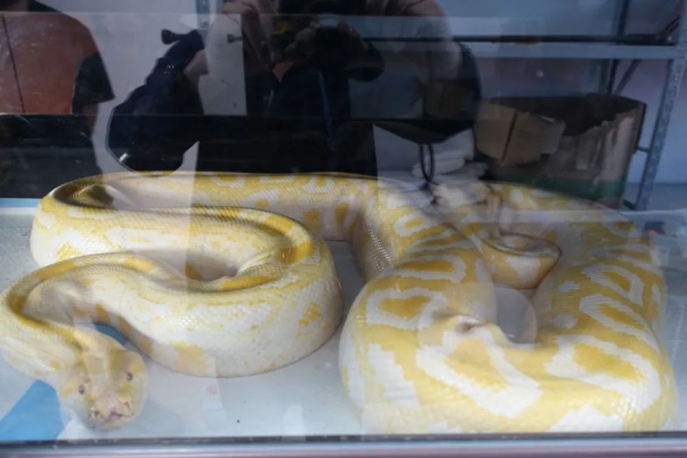 无偿捐赠江都男子家养两条5米长的黄金蟒如今想找个动物园安家