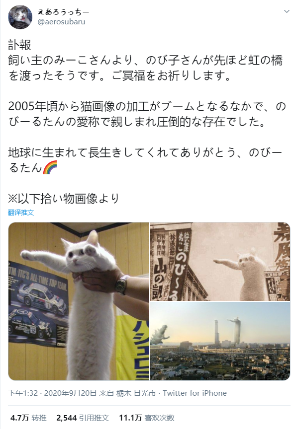 令人悲伤的2020年 网红 长条猫 也回了喵星 腾讯新闻