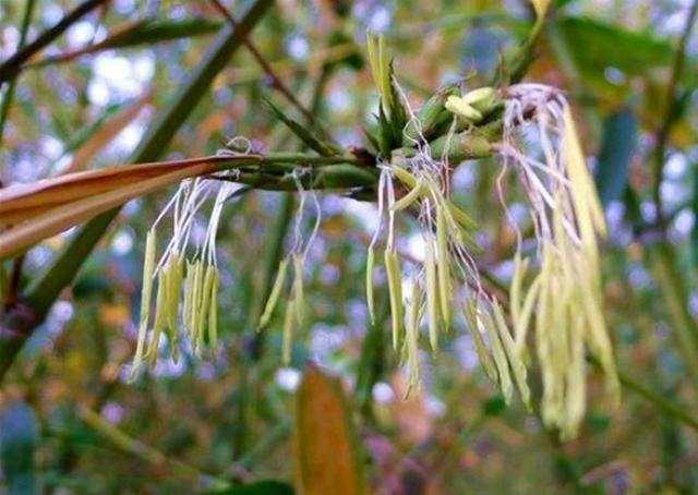 竹子|俗语“竹子开花，马上搬家”啥意思？古人这句俗语有科学道理吗？