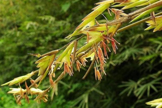 竹子|俗语“竹子开花，马上搬家”啥意思？古人这句俗语有科学道理吗？