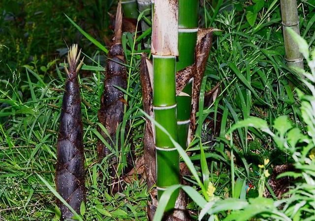 竹子|俗语“竹子开花，马上搬家”啥意思？古人这句俗语有科学道理吗？