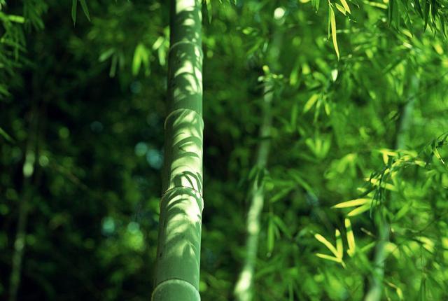 竹子|俗语“竹子开花，马上搬家”啥意思？古人这句俗语有科学道理吗？