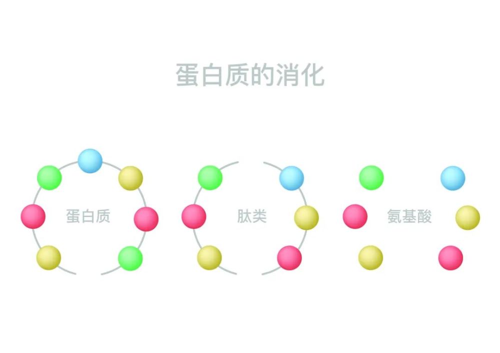 使得膠原蛋白的生物利用率增高,在消化過程中增加血液的吸收率