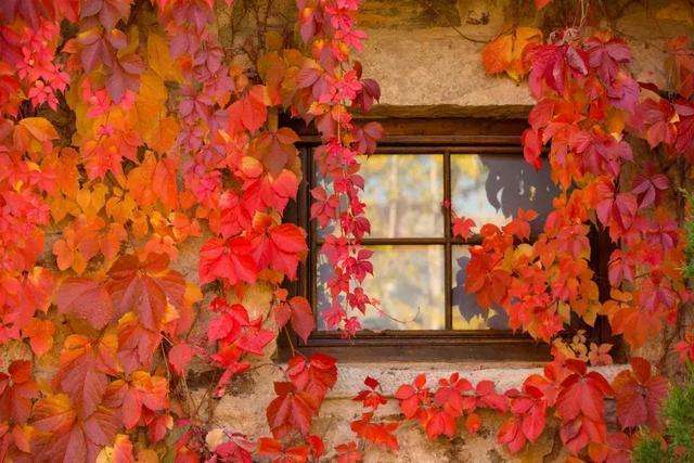 北京|北京又一小镇火了，门票140却好评满满，近日将迎来“秋日盛宴”