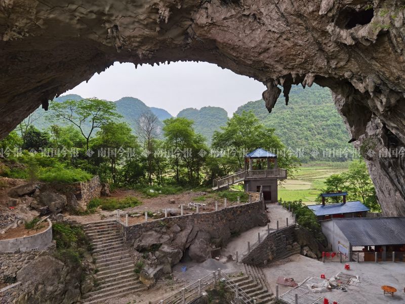 岩黄连|爽！柳州一农民全家上馆子，结账时掏出一土货，老板钱都不收