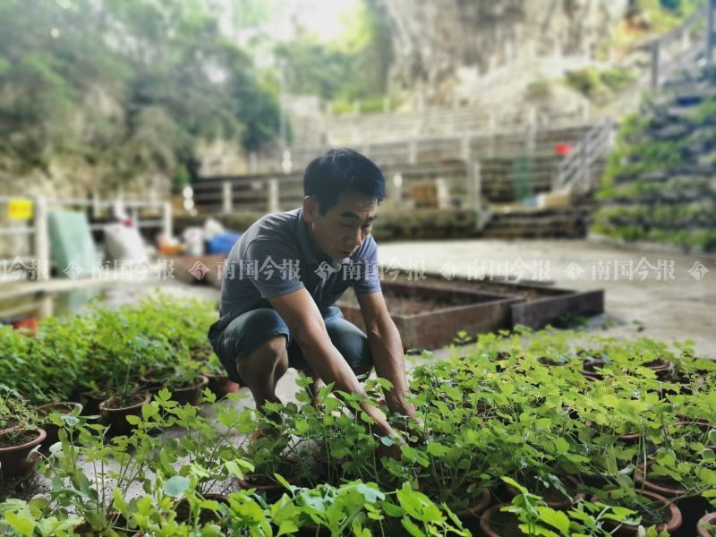 岩黄连|爽！柳州一农民全家上馆子，结账时掏出一土货，老板钱都不收