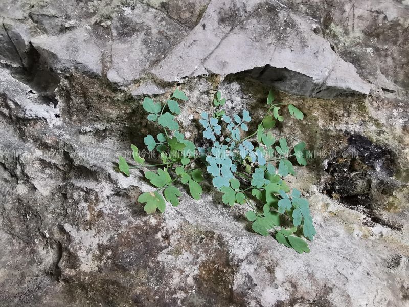 岩黄连|爽！柳州一农民全家上馆子，结账时掏出一土货，老板钱都不收