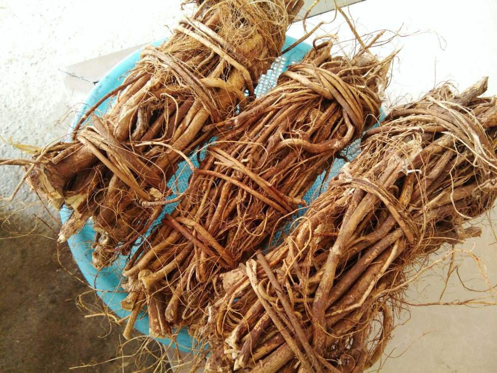 俗称"五爪龙",根最有营养,民间常用它煲汤,深受人们喜欢