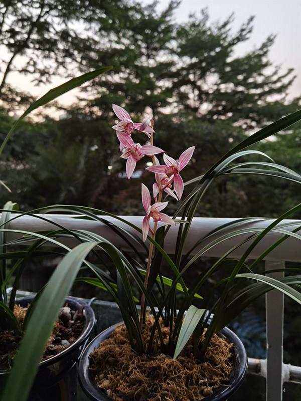 八种适合新手养的兰花 好养易打理 易花易草 香气浓郁 还便宜 兰科 文心兰 四季兰 大花蕙兰