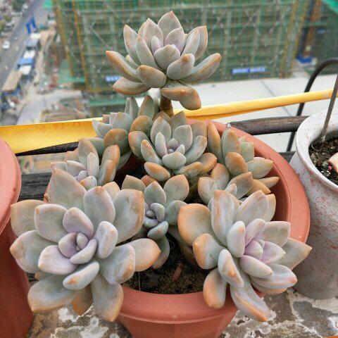 生命力旺盛的冬美人,多肉的优点它全有,轻松就能爬满整个院墙