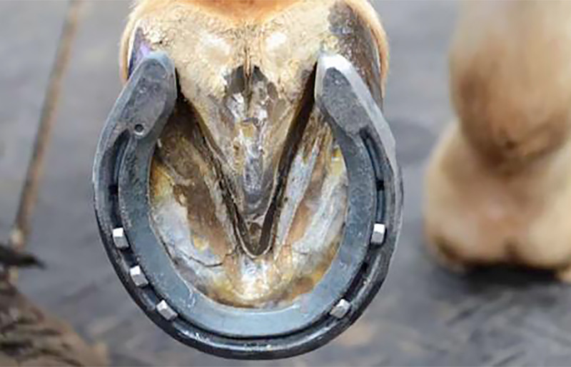 马儿|为什么要给马钉马掌，马儿会疼吗？