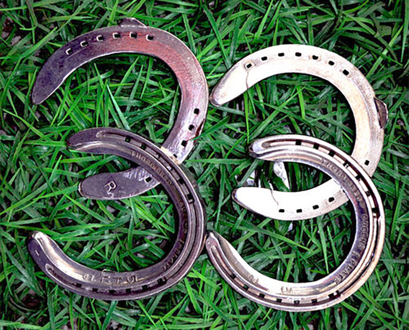 马儿|为什么要给马钉马掌，马儿会疼吗？