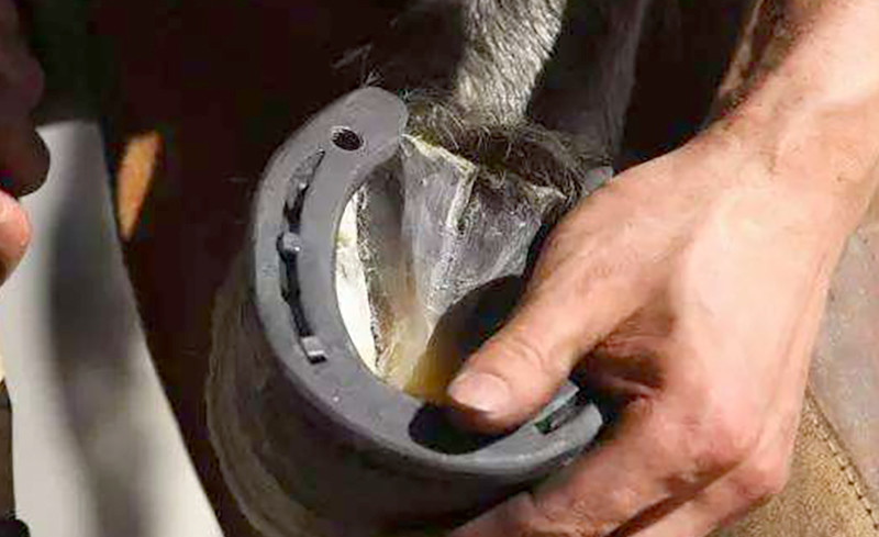 马儿|为什么要给马钉马掌，马儿会疼吗？