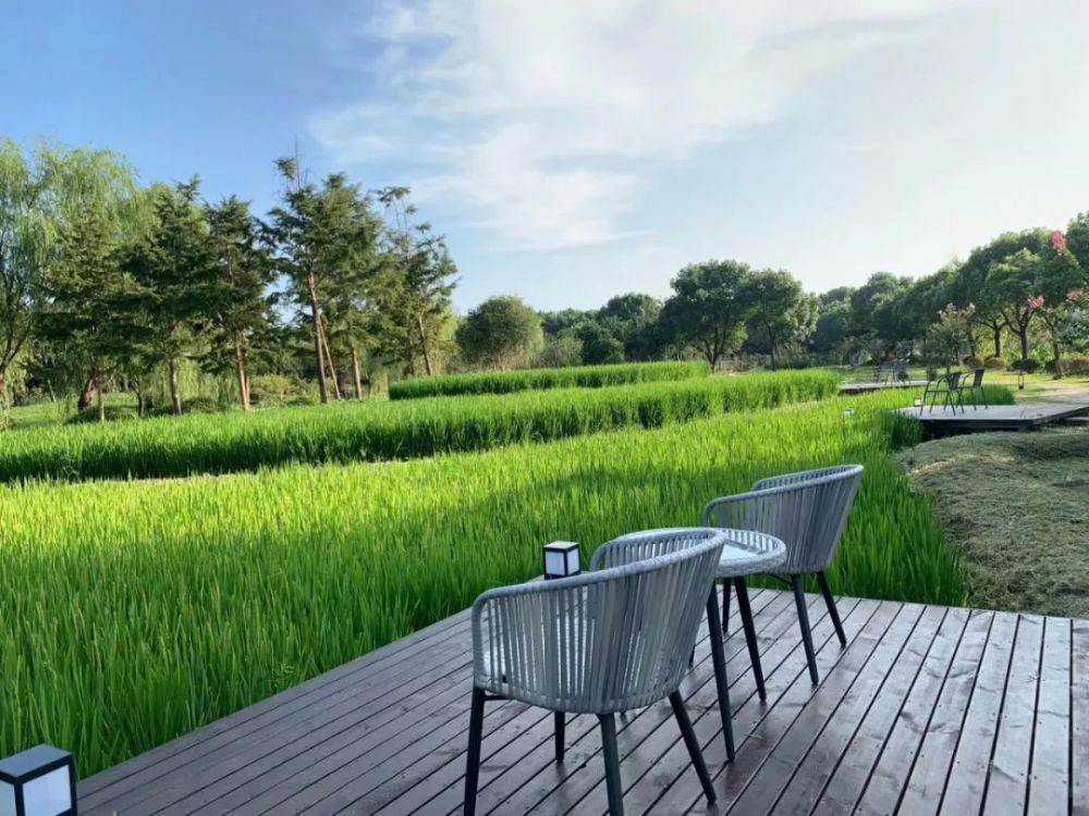 青浦|【青浦文学】我们收获了