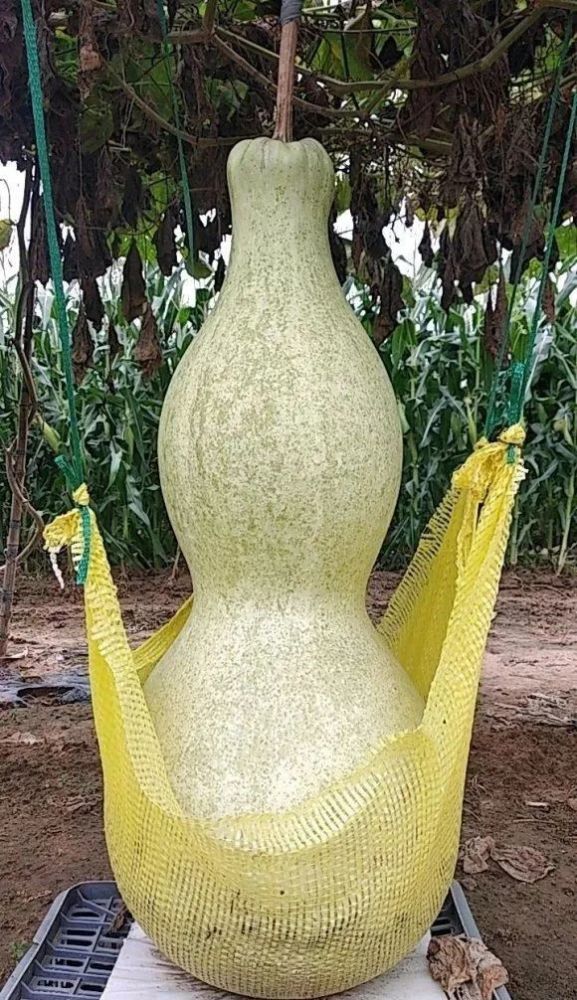 纯爷们才敢挑战的巨型文玩葫芦