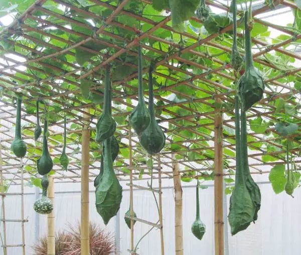 纯爷们才敢挑战的巨型文玩葫芦