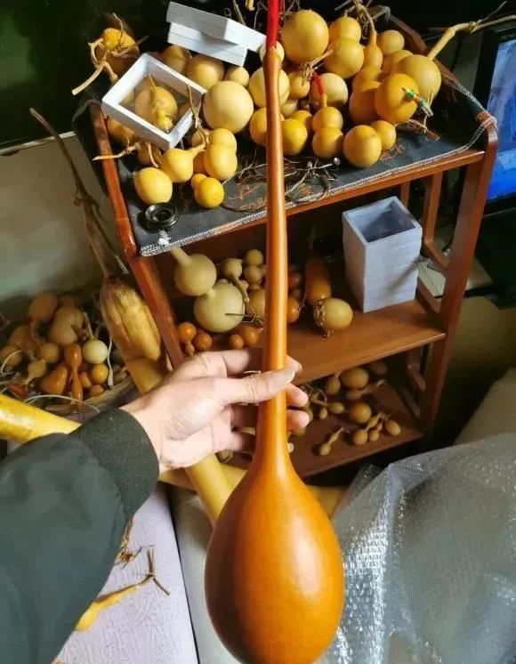 和手捻葫芦,草里金相比,你们更喜欢大的还是小的呢?