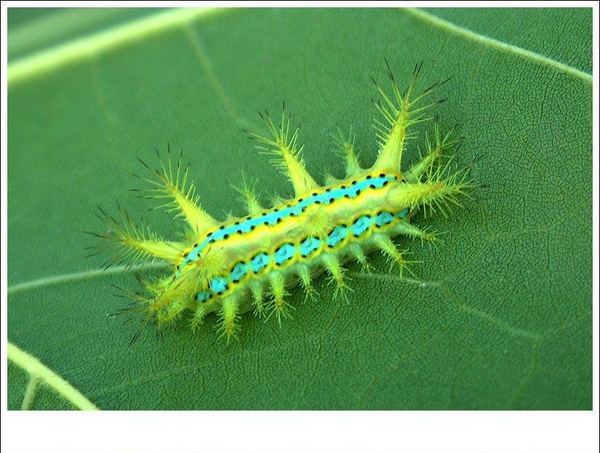 你们老家管这个毛毛虫叫什么有被它蛰过的经历吗