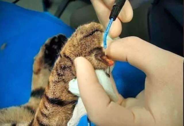 "猫咪抓坏2万块的沙发,我带它做了去爪手术":有些人不配养猫