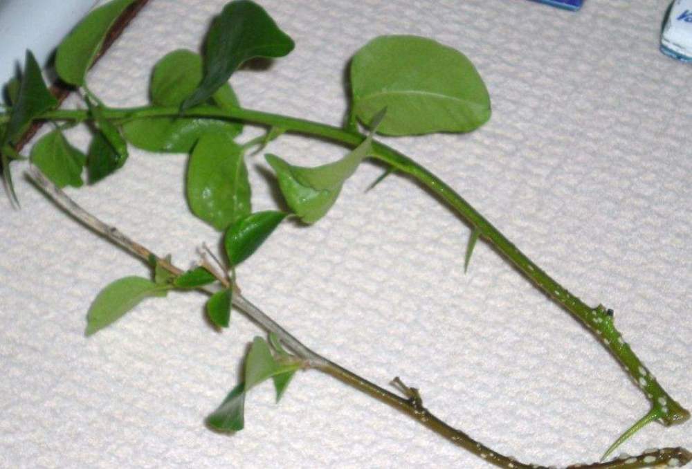 三角梅|三角梅的种植方法千千万，只要记住2种就够了，1个月就生根