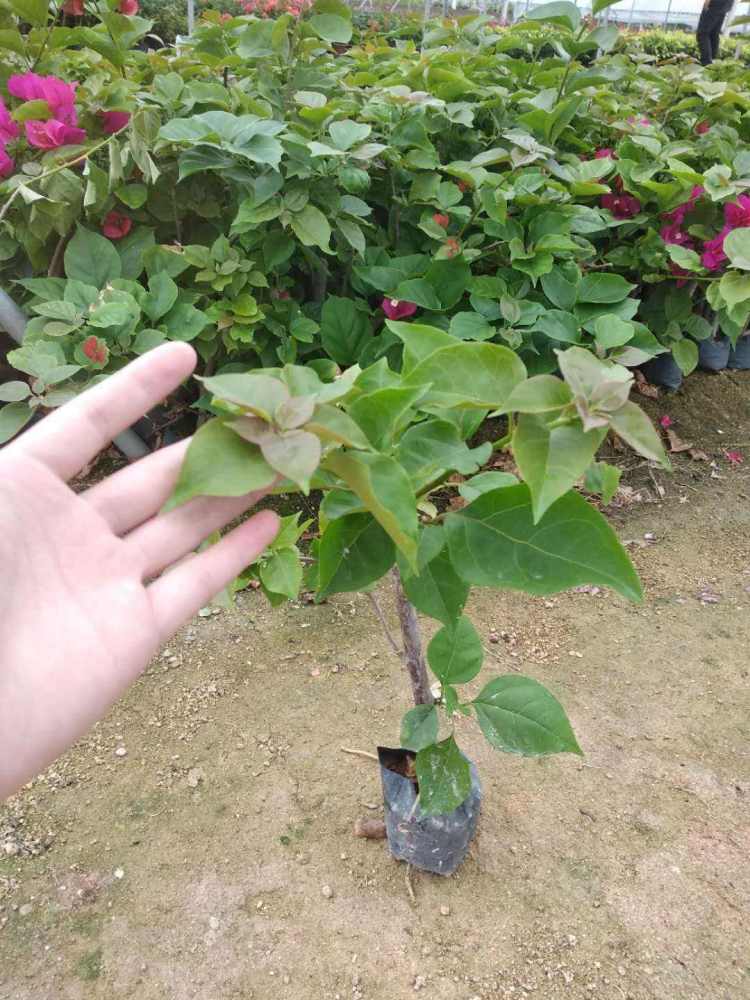 三角梅|三角梅的种植方法千千万，只要记住2种就够了，1个月就生根