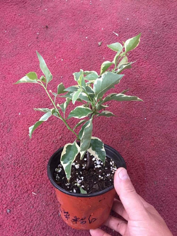 三角梅|三角梅的种植方法千千万，只要记住2种就够了，1个月就生根