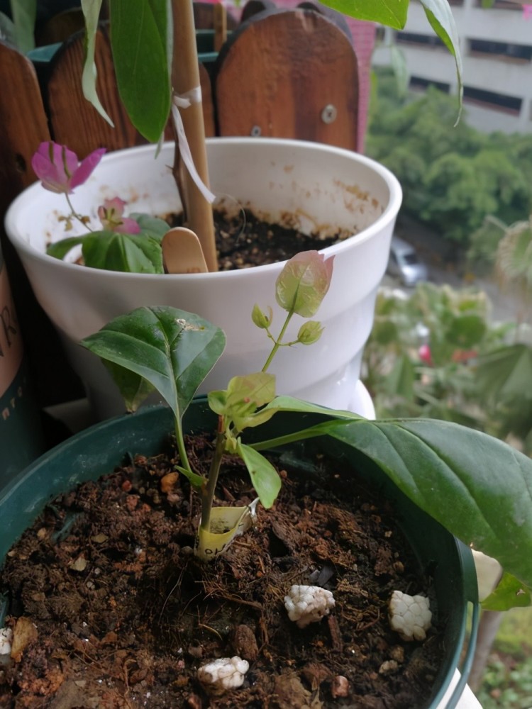 三角梅|三角梅的种植方法千千万，只要记住2种就够了，1个月就生根